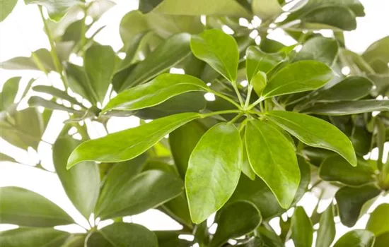 Schefflera arboricola 'Nora' Schefflera arboricola 'Nora'