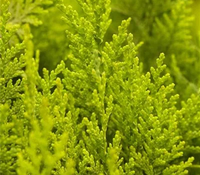 Chamaecyparis lawsoniana 'Ivonne' Chamaecyparis lawsoniana 'Ivonne'