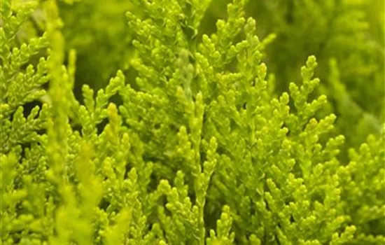 Chamaecyparis lawsoniana 'Ivonne' Chamaecyparis lawsoniana 'Ivonne'