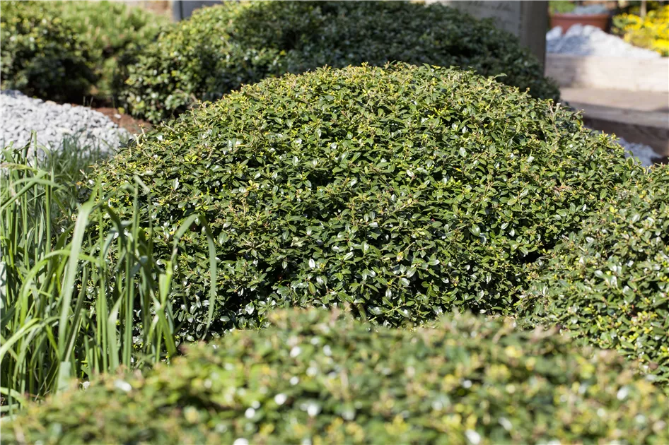 Ilex crenata 'Green Lustre'