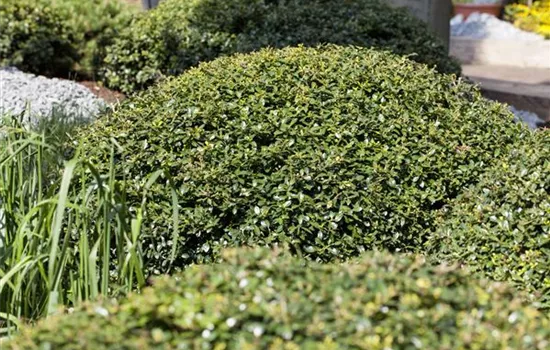 Ilex crenata 'Green Lustre' Ilex crenata 'Green Lustre'