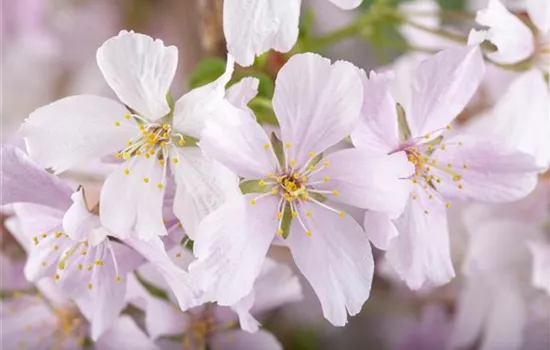 Prunus kurilensis 'Brillant'