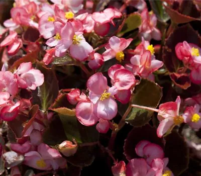 Begonia semperflorens Begonia semperflorens