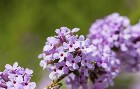 Buddleja alternifolia
