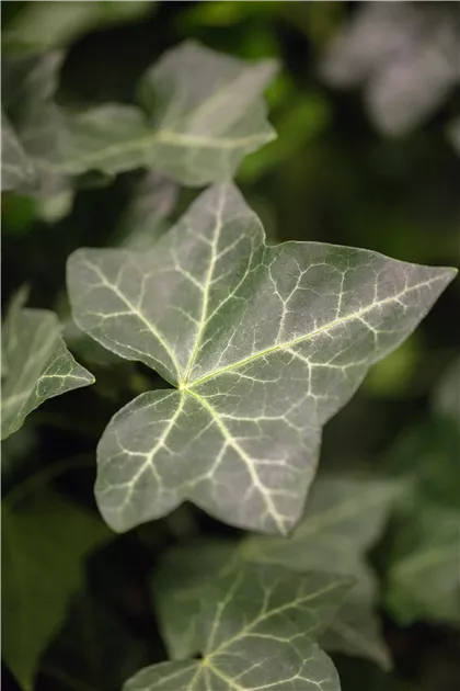 hedera memo Hedera algeriensis 