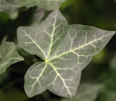Hedera helix ssp. hibernica