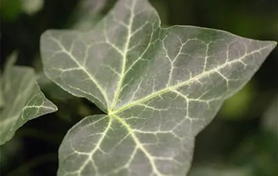 Hedera helix ssp. hibernica Hedera helix ssp. hibernica