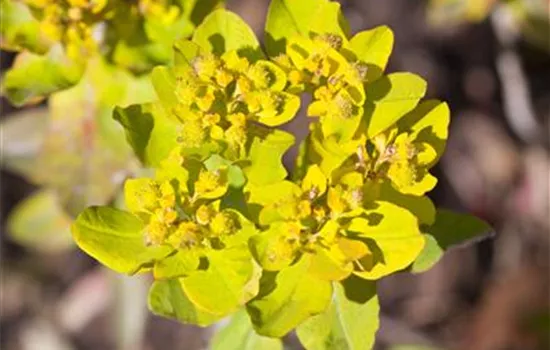 Euphorbia polychroma Euphorbia polychroma