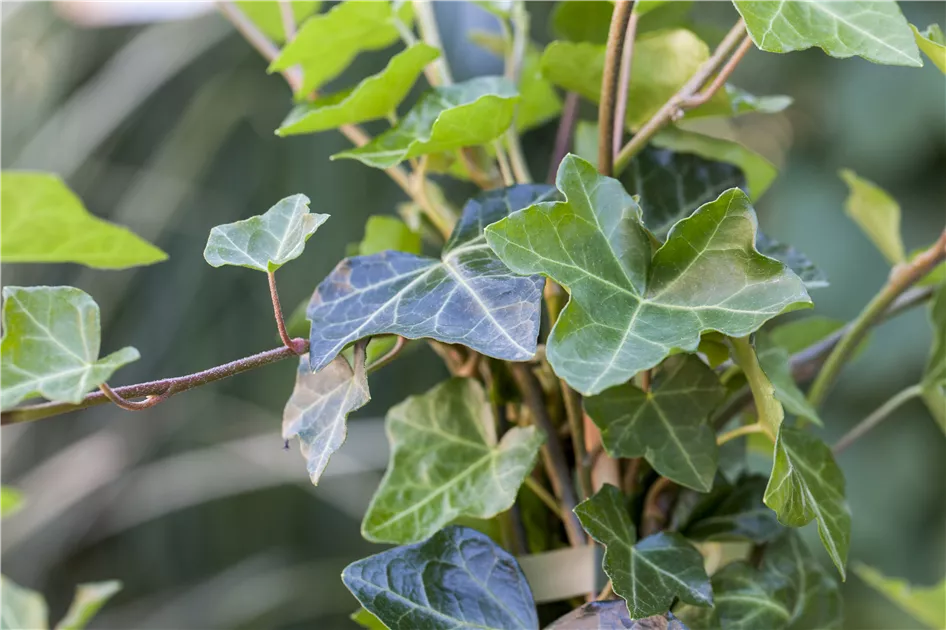 kaktus große blätter GANZE NOPALES GROßE KAKTUSBLÄTTER Btl 1kg – méxico mágico main image 1