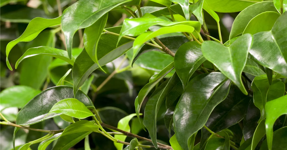 Ficus benjamina 'Danielle'