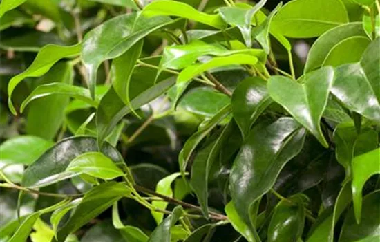 Ficus benjamina 'Danielle' Ficus benjamina 'Danielle'