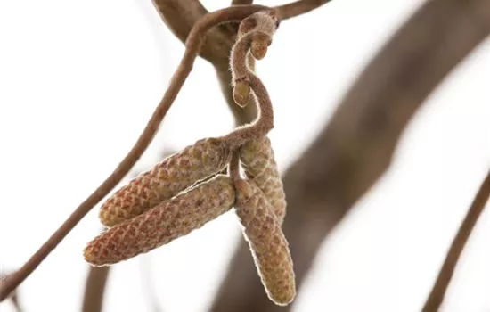 Corylus avellana Corylus avellana