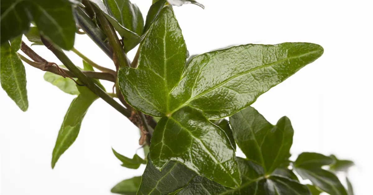 hedera gruen Hedera helix 'Wonder' – iedera englezeasca verde, rezistenta si versat –  Secret Garden Plant Shop