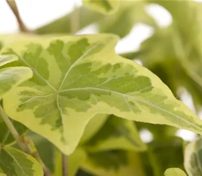 Hedera helix, gelb-grün