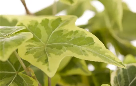 Hedera helix, gelb-grün Hedera helix, gelb-grün