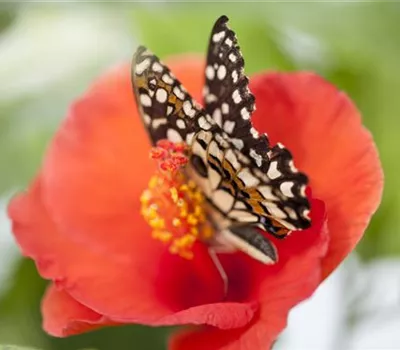 Hibiscus rosa-sinensis