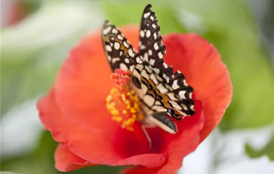 Hibiscus rosa-sinensis