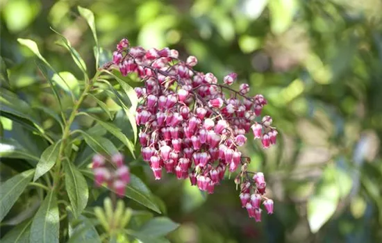 Pieris japonica 'Passion'® Pieris japonica 'Passion'®