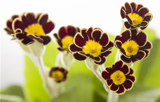 Primula elatior 'Victoriana Gold Lace Black' Primula elatior 'Victoriana Gold Lace Black'