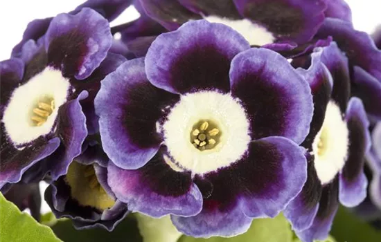 Primula auricula Primula auricula