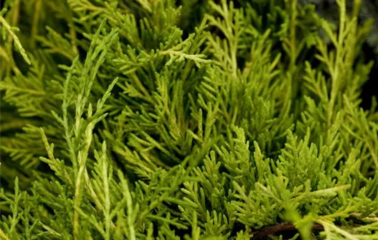 Juniperus x pfitzeriana 'Golden Saucer' Juniperus x pfitzeriana 'Golden Saucer'