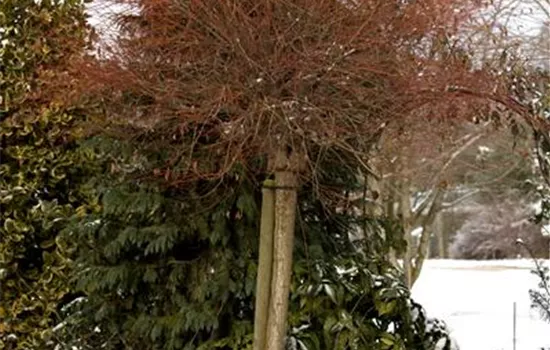 Salix integra 'Hakuro Nishiki' Salix integra 'Hakuro Nishiki'