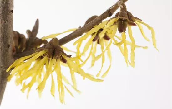 Hamamelis x intermedia 'Pallida' Hamamelis x intermedia 'Pallida'