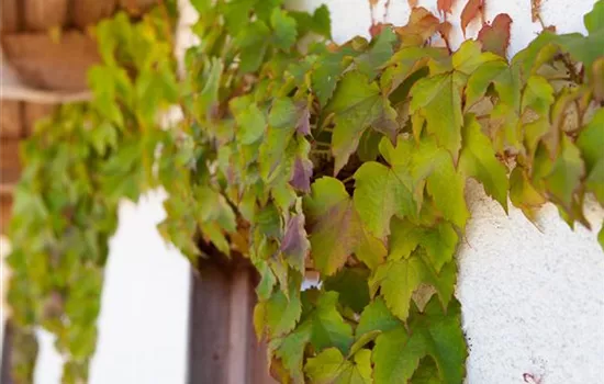 Parthenocissus tricuspidata 'Veitchii' Parthenocissus tricuspidata 'Veitchii'