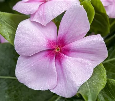 Catharanthus roseus Catharanthus roseus