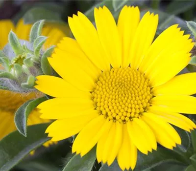 Asteriscus Asteriscus