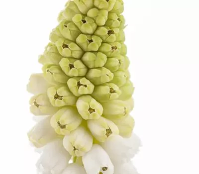 Muscari, weiß Muscari, weiß