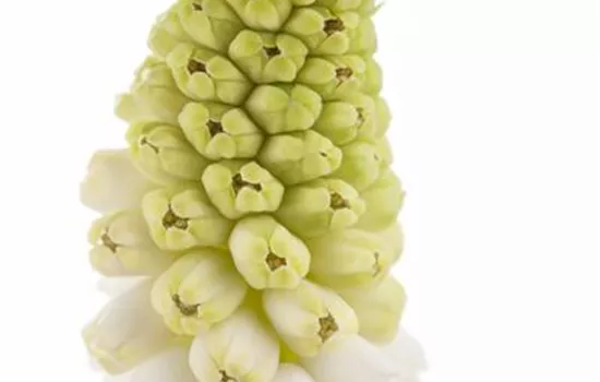 Muscari, weiß Muscari, weiß