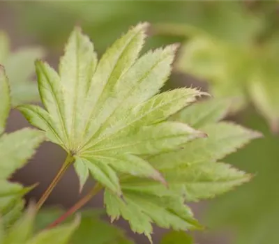 Acer shirasawanum 'Aureum' Acer shirasawanum 'Aureum'