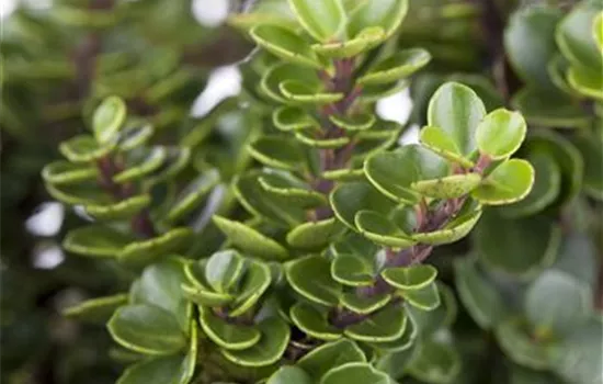 Ilex crenata 'Mariesii' Ilex crenata 'Mariesii'