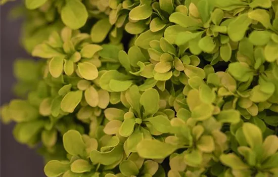 Berberis thunbergii 'Tiny Gold' Berberis thunbergii 'Tiny Gold'