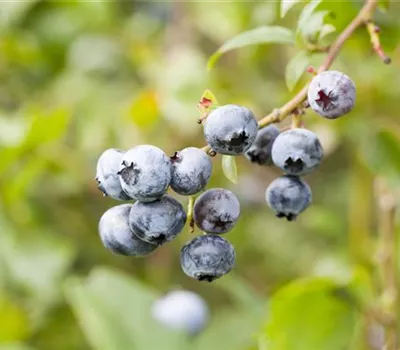 Vaccinium corymbosum 'Elisabeth'