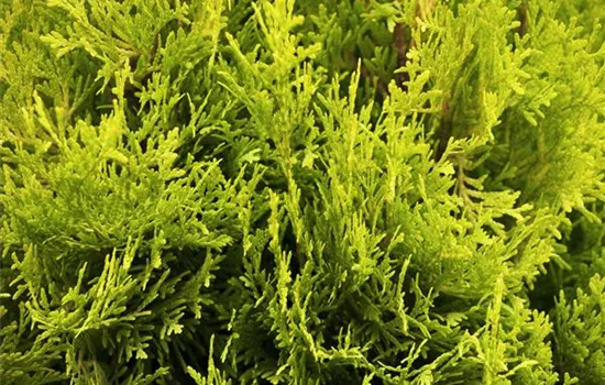 Thuja occidentalis 'Jantar' Thuja occidentalis 'Jantar'