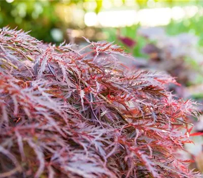 Acer palmatum 'Dissectum Garnet' Acer palmatum 'Dissectum Garnet'