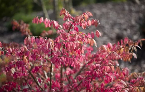 Euonymus alatus Euonymus alatus