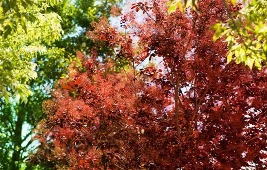 Cotinus coggygria 'Royal Purple'