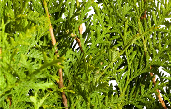 Thuja occidentalis 'Brabant' Thuja occidentalis 'Brabant'