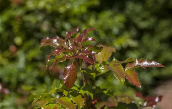 Mahonia aquifolium Mahonia aquifolium