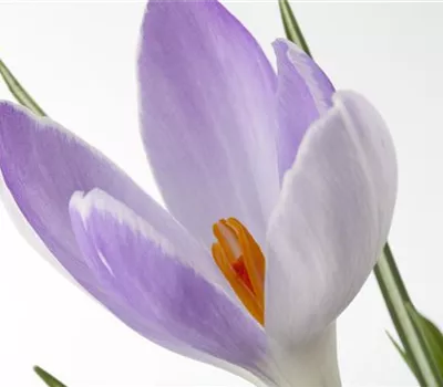 Crocus Crocus