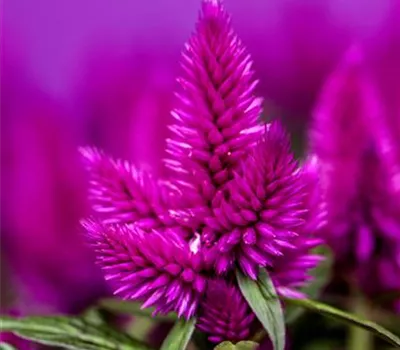 Celosia argentea 'Caracas' Celosia argentea 'Caracas'