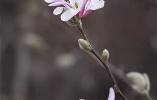 Magnolia x soulangiana Magnolia x soulangiana