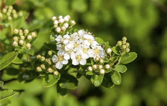 Spiraea nipponica 'Snowmound'