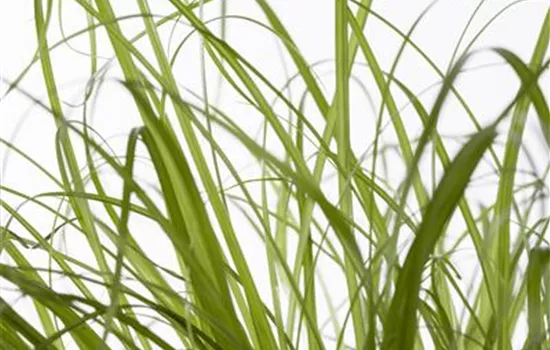 Cyperus zumula Cyperus zumula