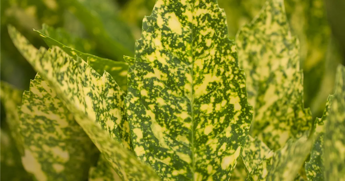 Aucuba japonica 'Variegata'