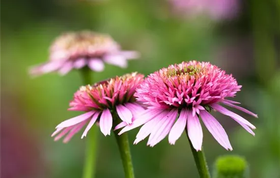 Echinacea purpurea