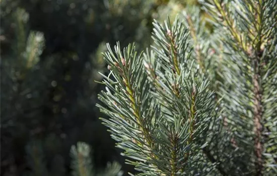 Pinus sylvestris 'Watereri' Pinus sylvestris 'Watereri'